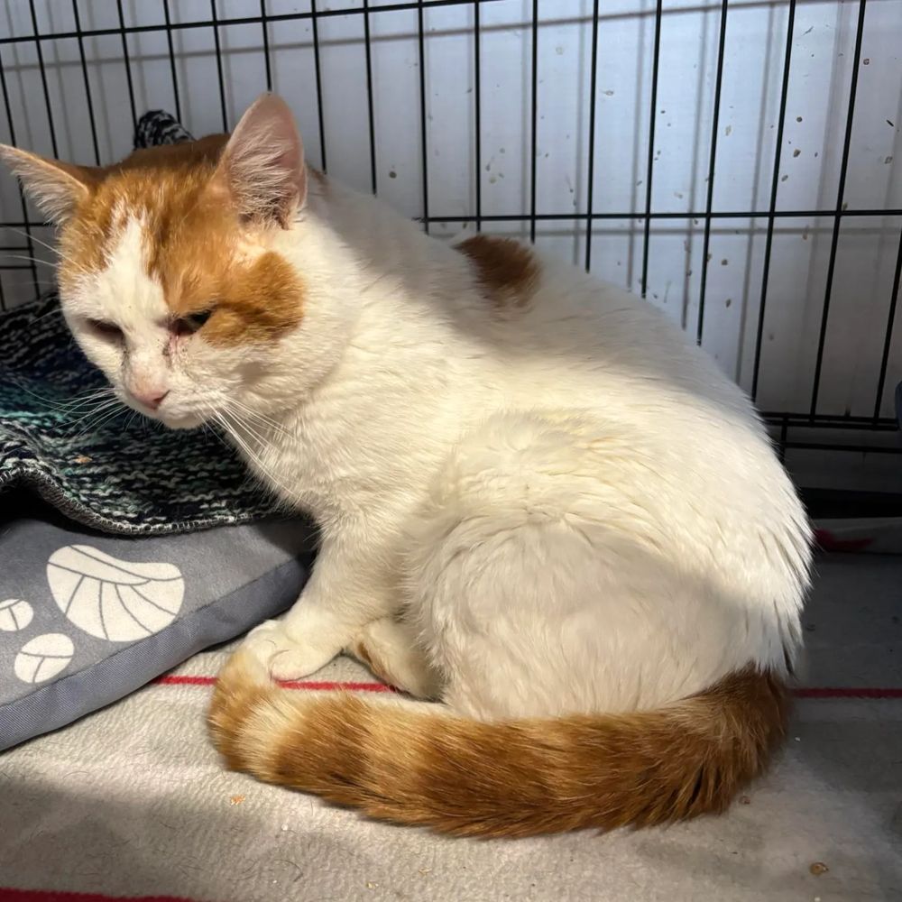 Chaminou, chat européen de 4 ans, à l'adoption au Refuge de Vermelles
