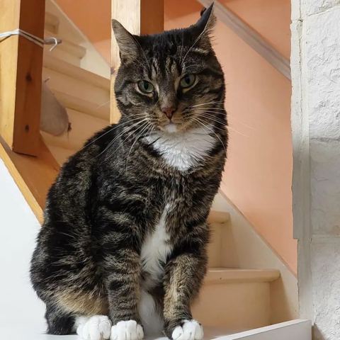 Moon, chat européen de 5 ans, à l'adoption au Refuge de Vermelles