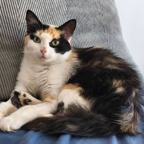 Mya, chat européen de 1 an, à l'adoption au Refuge de Vermelles