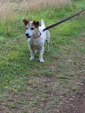 New, chien jack russell terrier de 10 ans, à l'adoption au Refuge de Vermelles