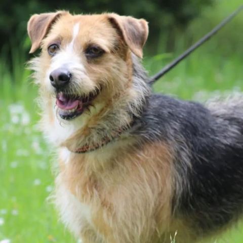 Nina, chien ratier de prague de 6 ans, à l'adoption au Refuge de Vermelles