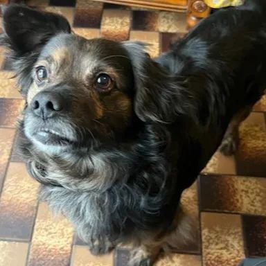 Pongo, chien croisé moyen de 6 ans, à l'adoption au Refuge de Vermelles