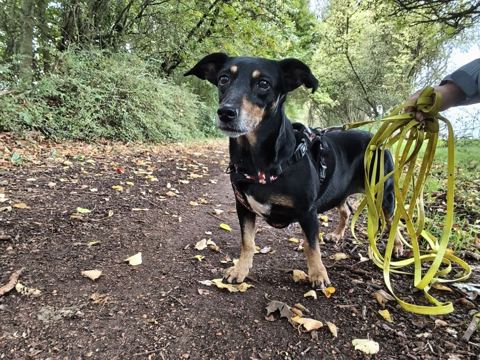 Rita, chien croisée pinscher et teckel de 10 ans, à l'adoption au Refuge de Vermelles
