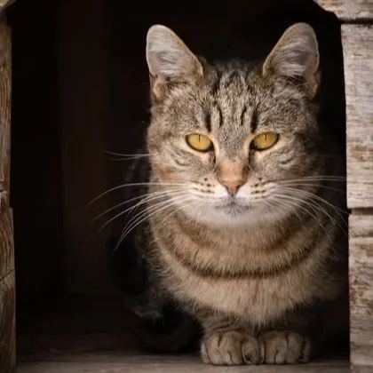 Salicorne, chat européen de 2 ans, à l'adoption au Refuge de Vermelles