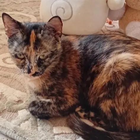 Thaïs, chat européen de 1 an, à l'adoption au Refuge de Vermelles