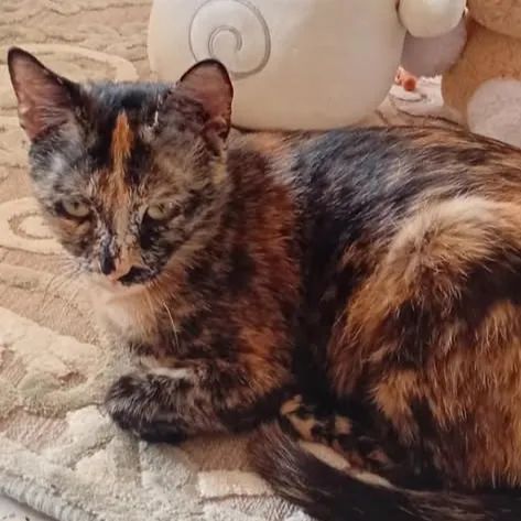 Thaïs, chat européen de 1 an, à l'adoption au Refuge de Vermelles