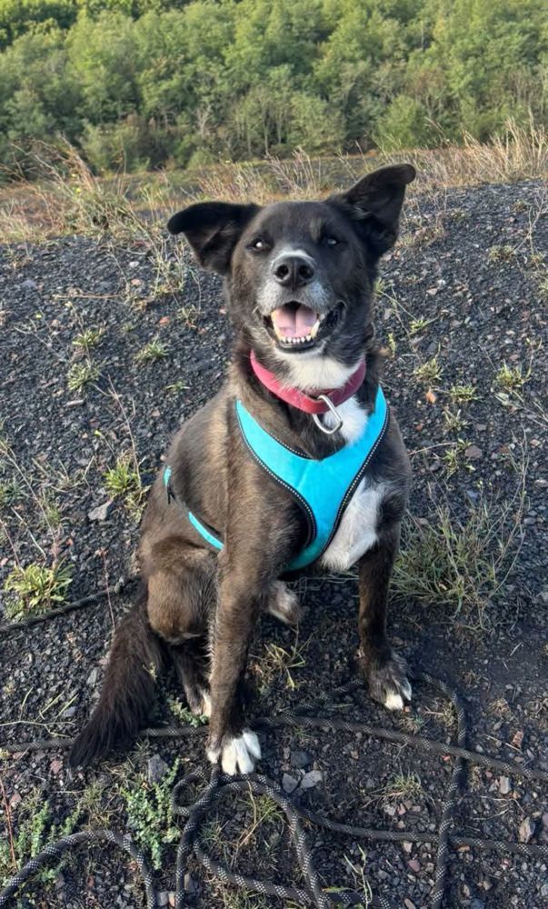 Twix, chien croisé labrador de 8 ans, à l'adoption au Refuge de Vermelles