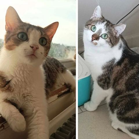 Voyou et Roméo, chat européen de 2 ans, à l'adoption au Refuge de Vermelles